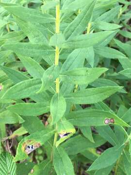 Image of Canada goldenrod