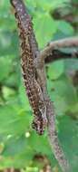 Image of Puerto Rican Crested Anole