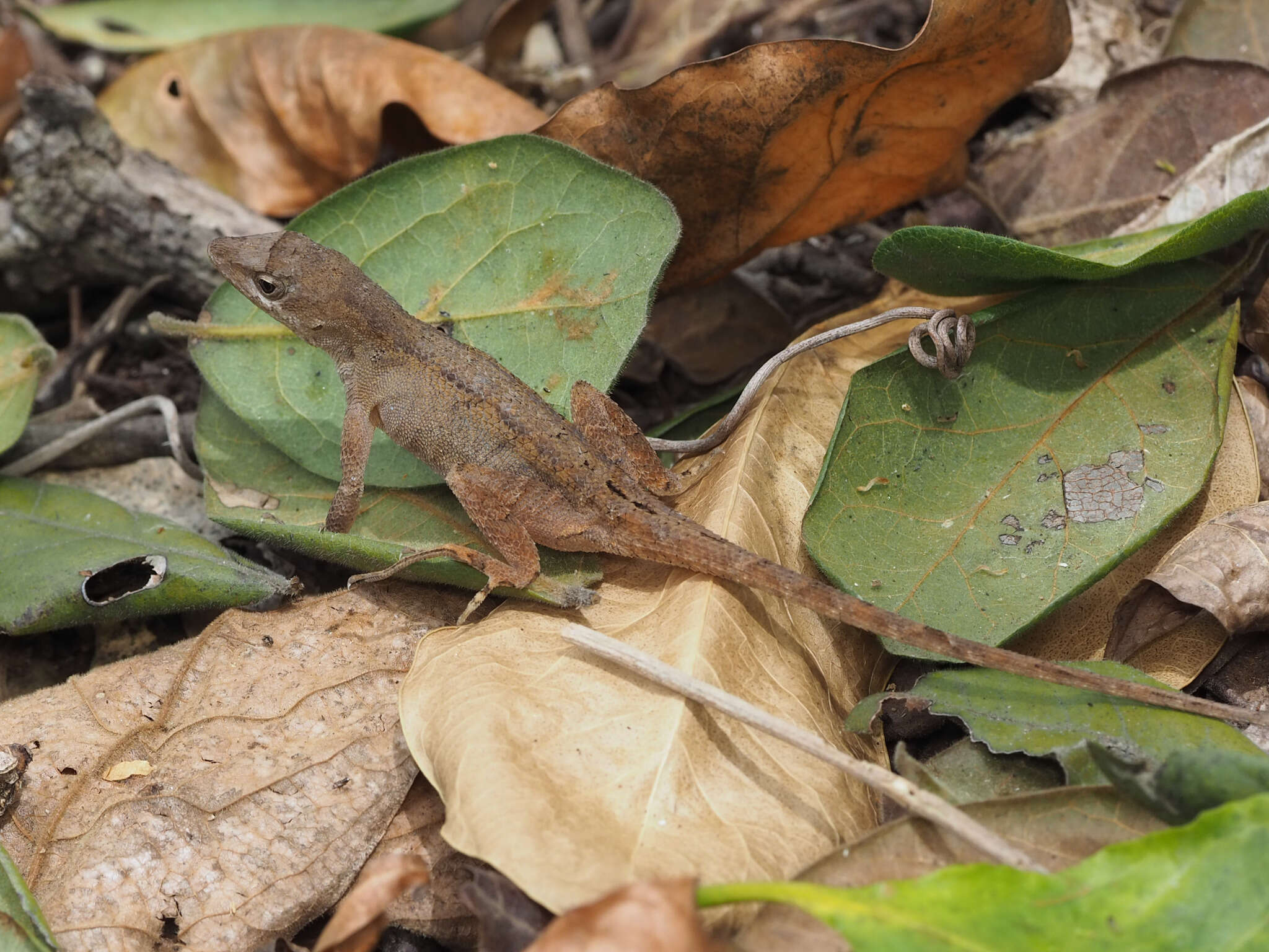 Plancia ëd Anolis tropidonotus Peters 1863