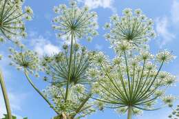 Imagem de Heracleum sosnowskyi Manden.