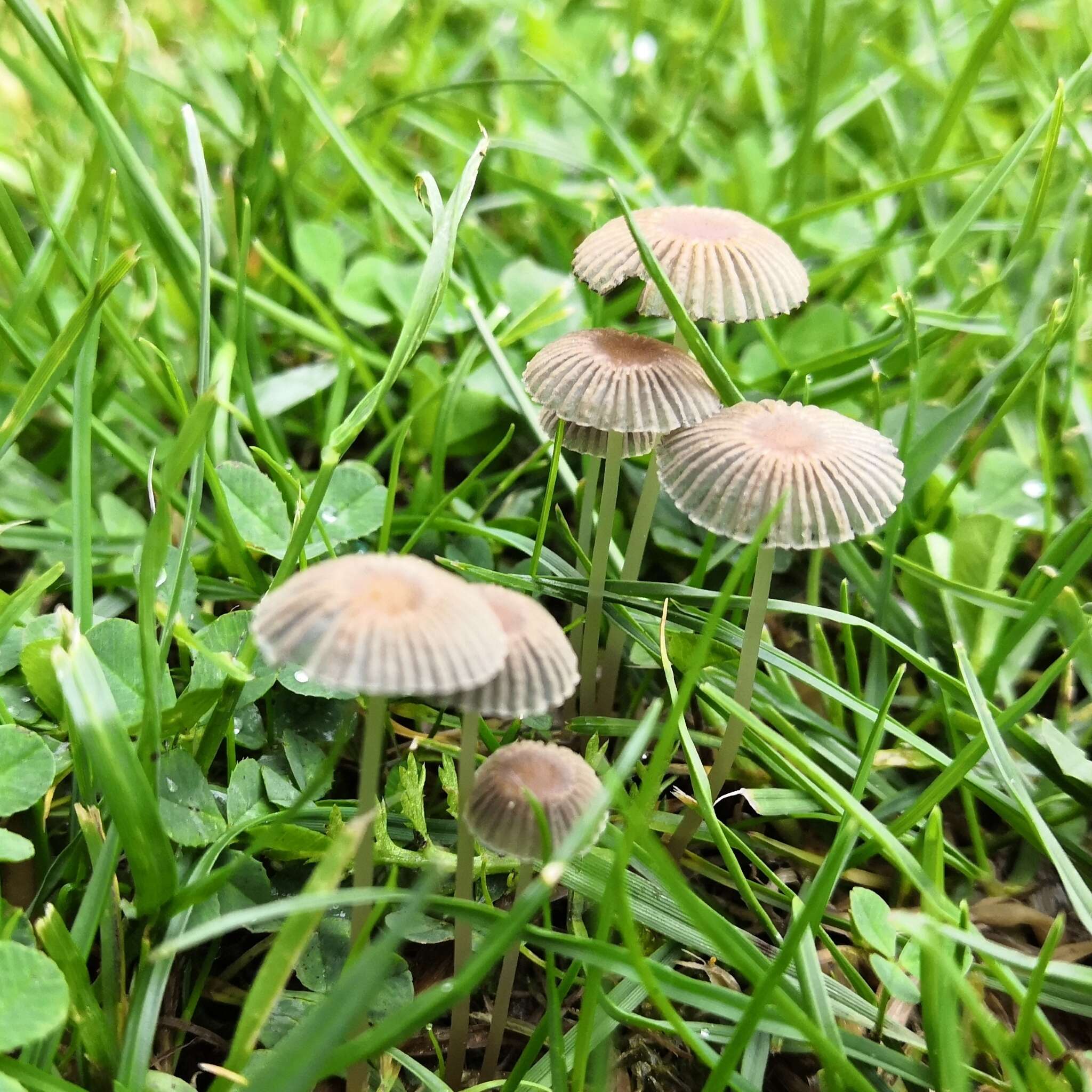 Image de Coprin parasol