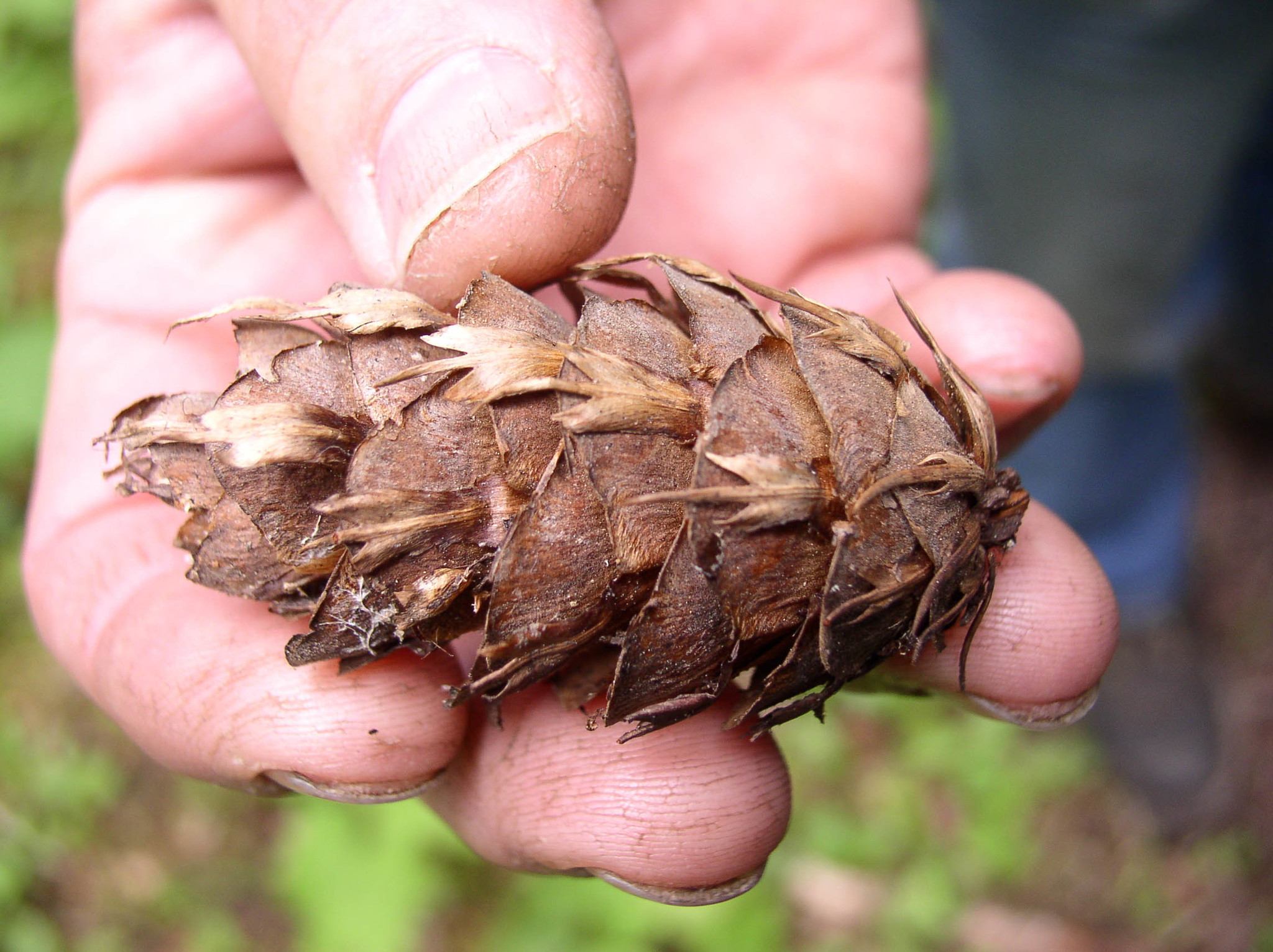 Image of <i>Pseudotsuga menziesii glauca</i>