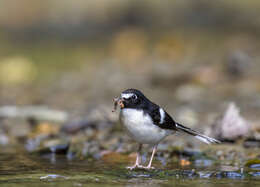 Image of Black-backed Forktail