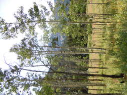 Image of quaking aspen