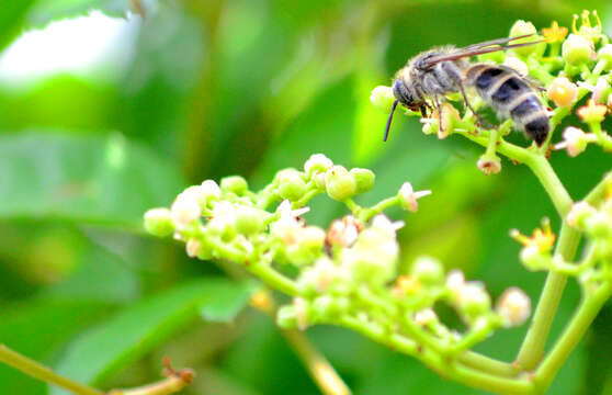 Image of Apis cerana japonica