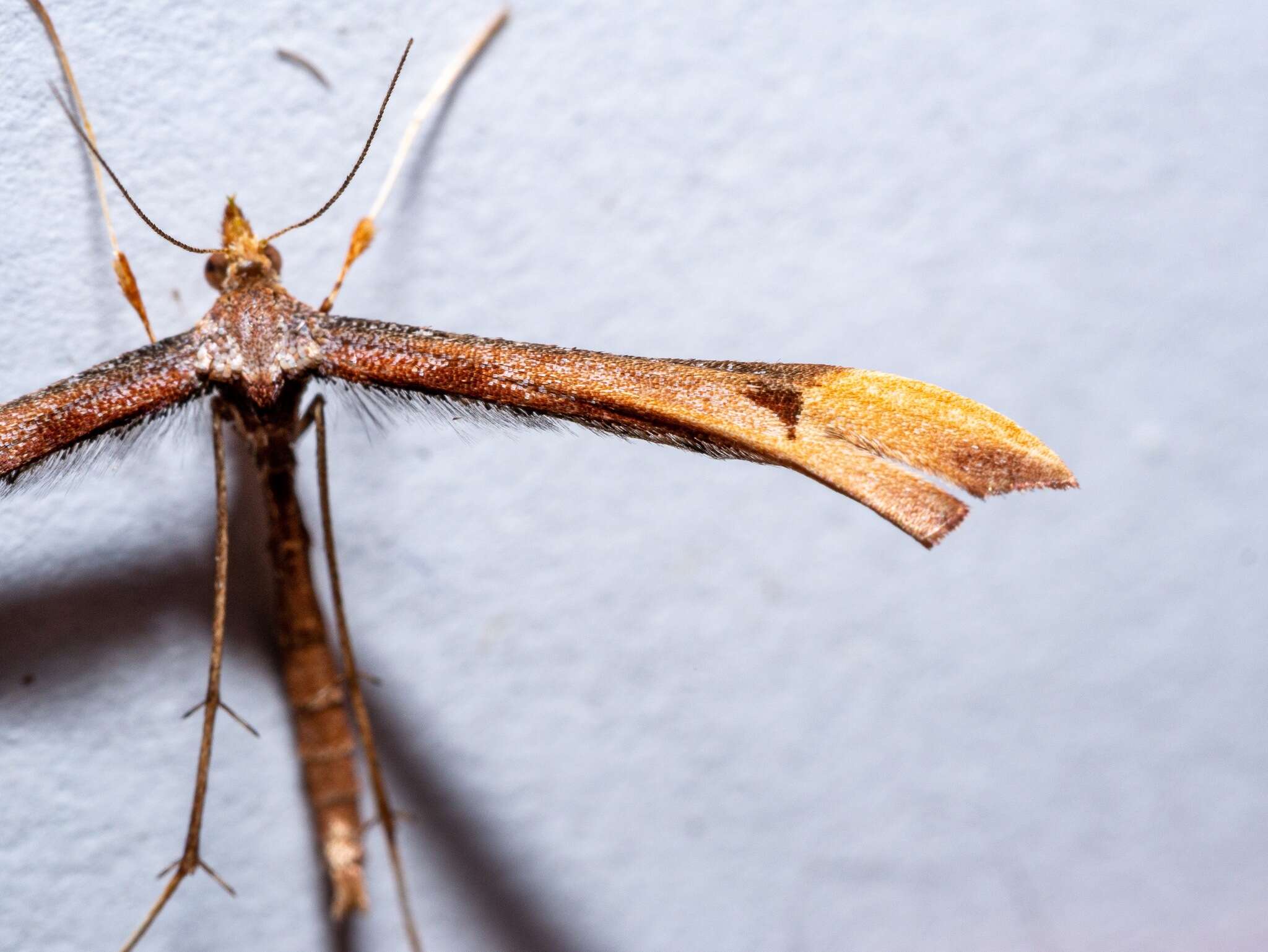 Amblyptilia heliastis (Meyrick 1884) resmi