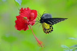 Troides helena (Linnaeus 1758) resmi