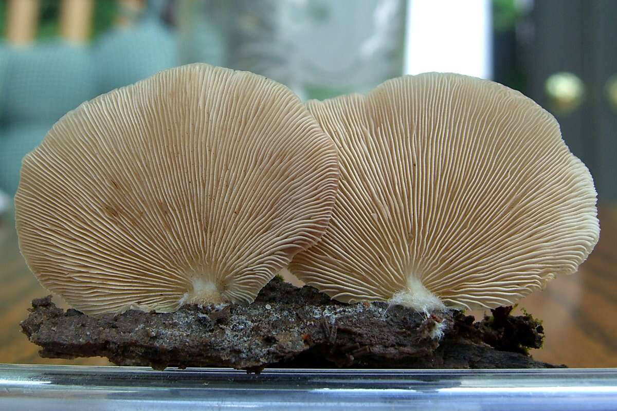 Слика од Crepidotus variabilis (Pers.) P. Kumm. 1871