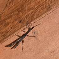 Image of striped walkingsticks