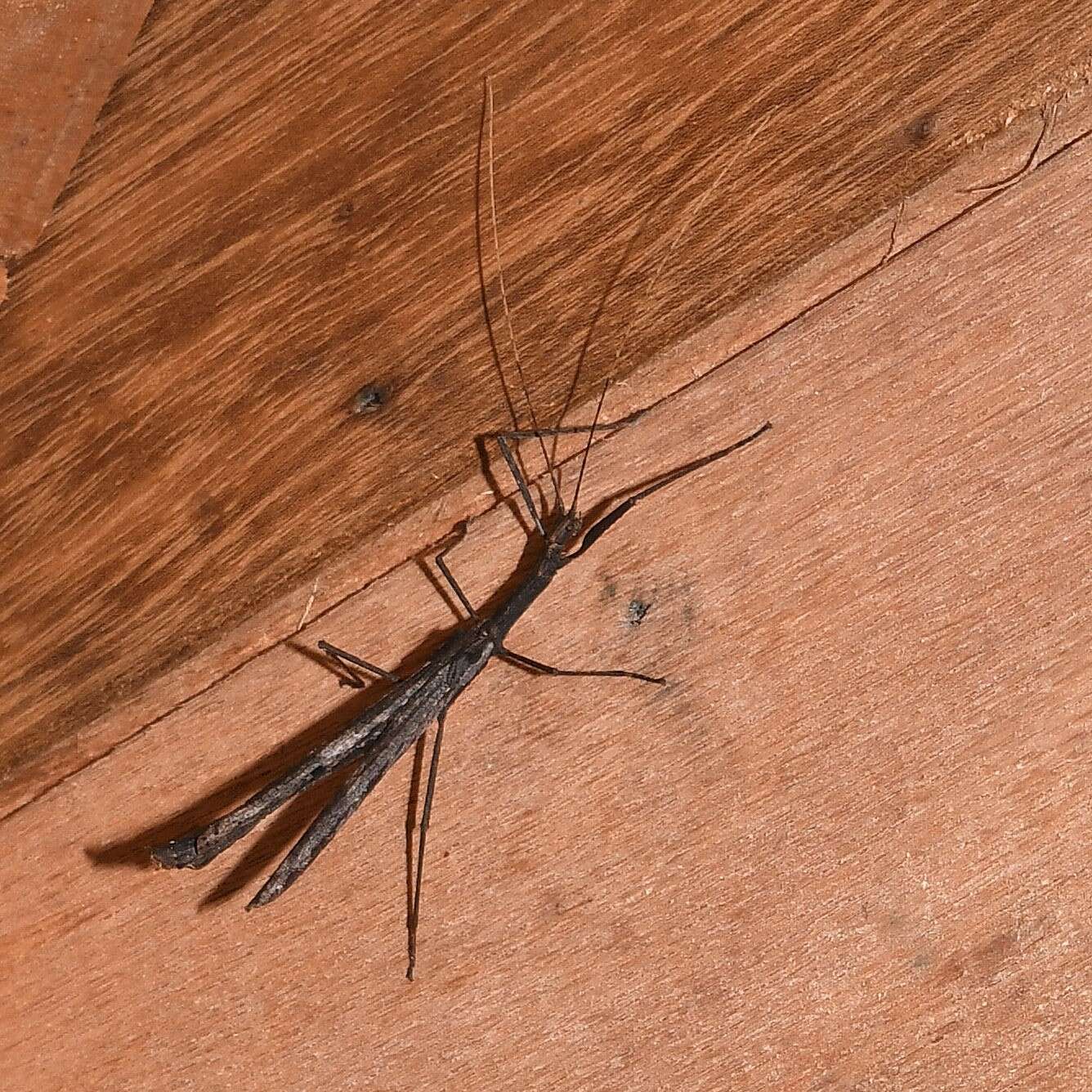 Image of striped walkingsticks