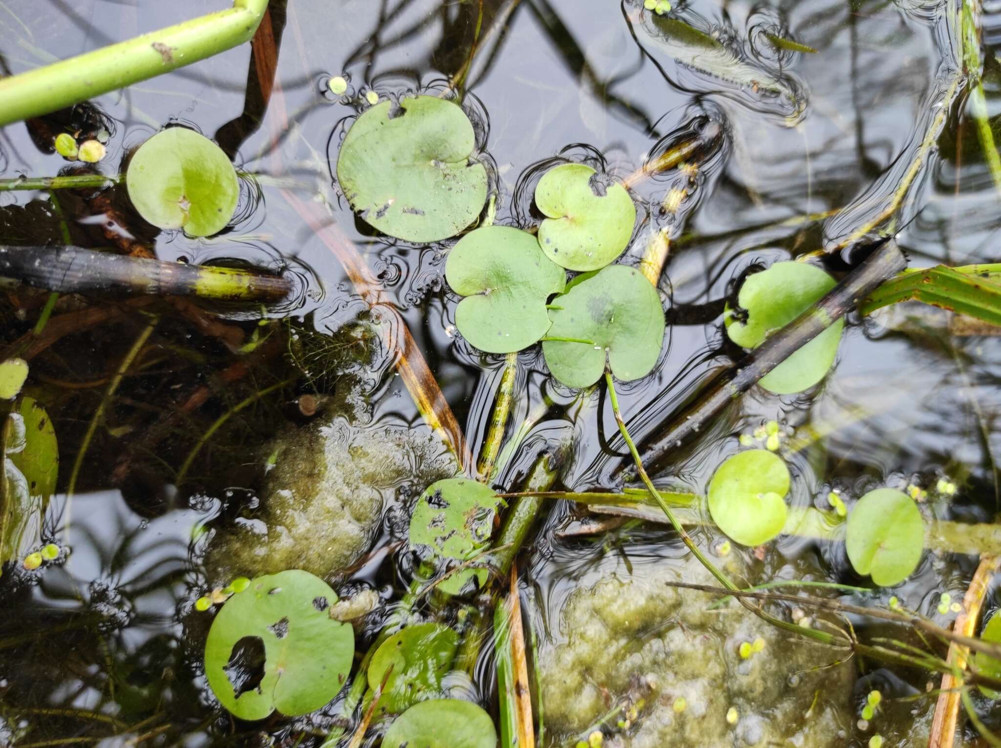 Image of hydrocharis