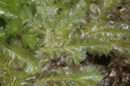 Image of Bifid Crestwort