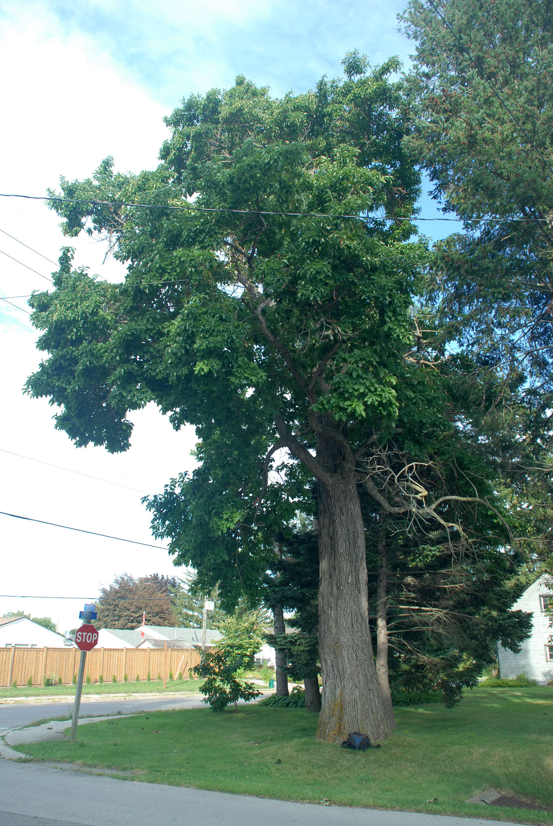 Image of Mitten tree