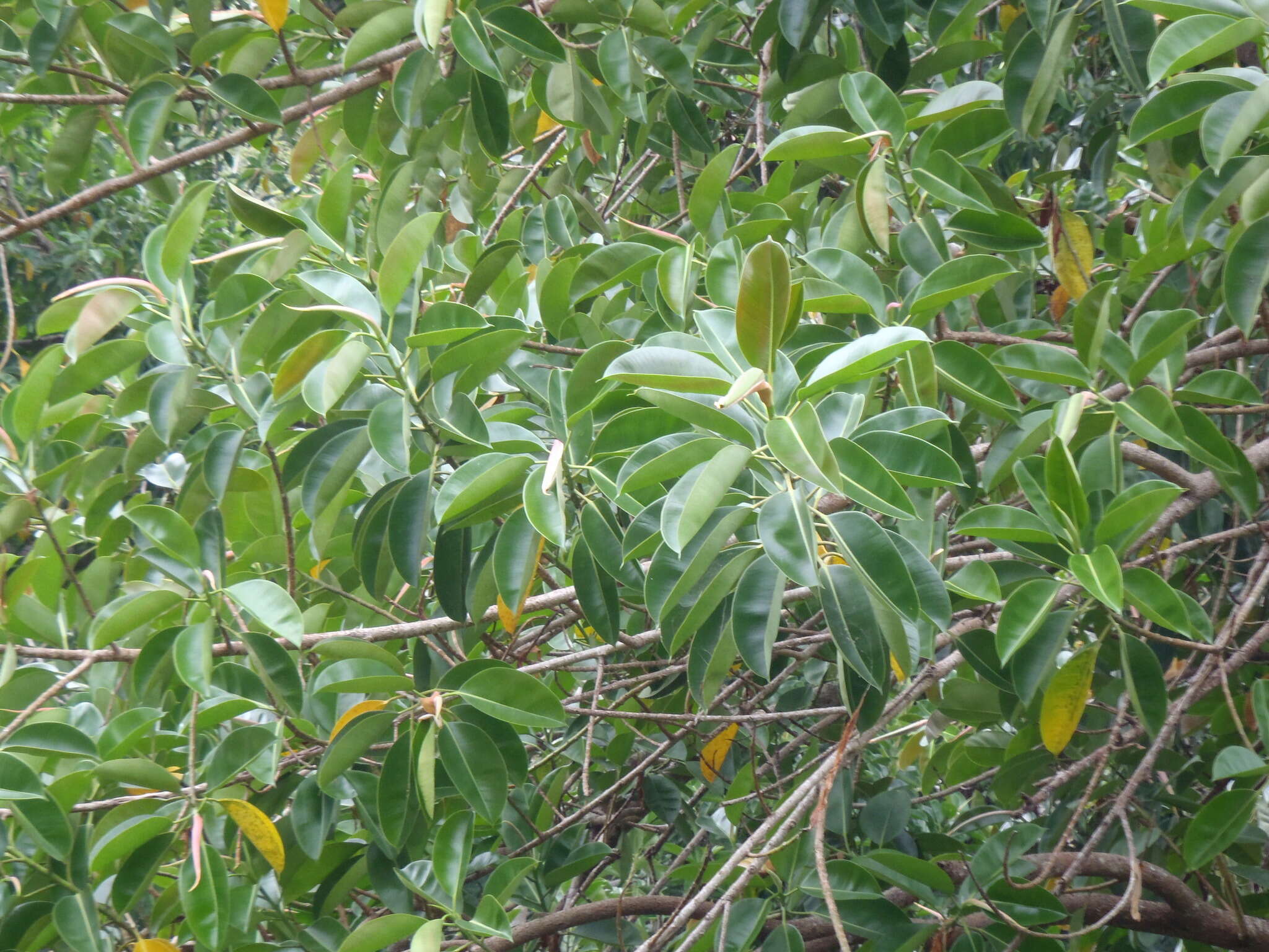 Image of Indian rubberplant