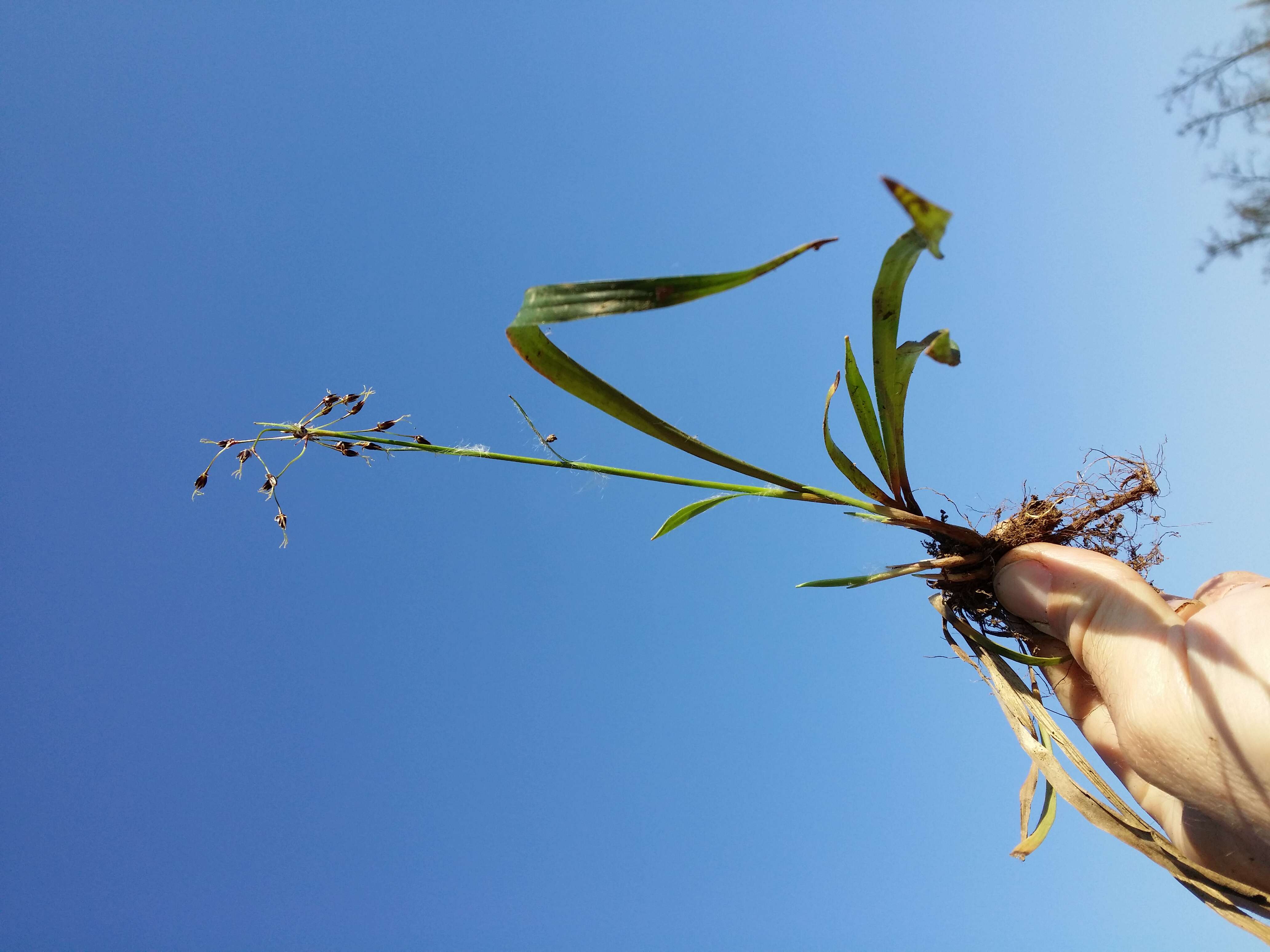 Luzula pilosa (L.) Willd. resmi