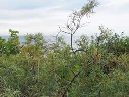 Image of Sea-buckthorn