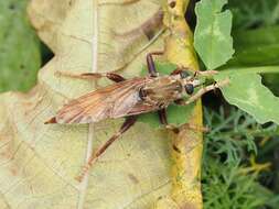 Image of Hornet robberfly