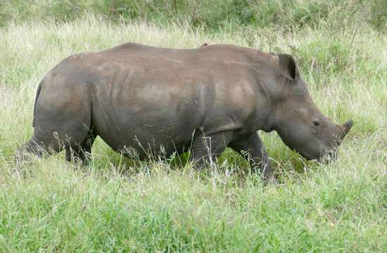 Image of Grass Rhinoceros