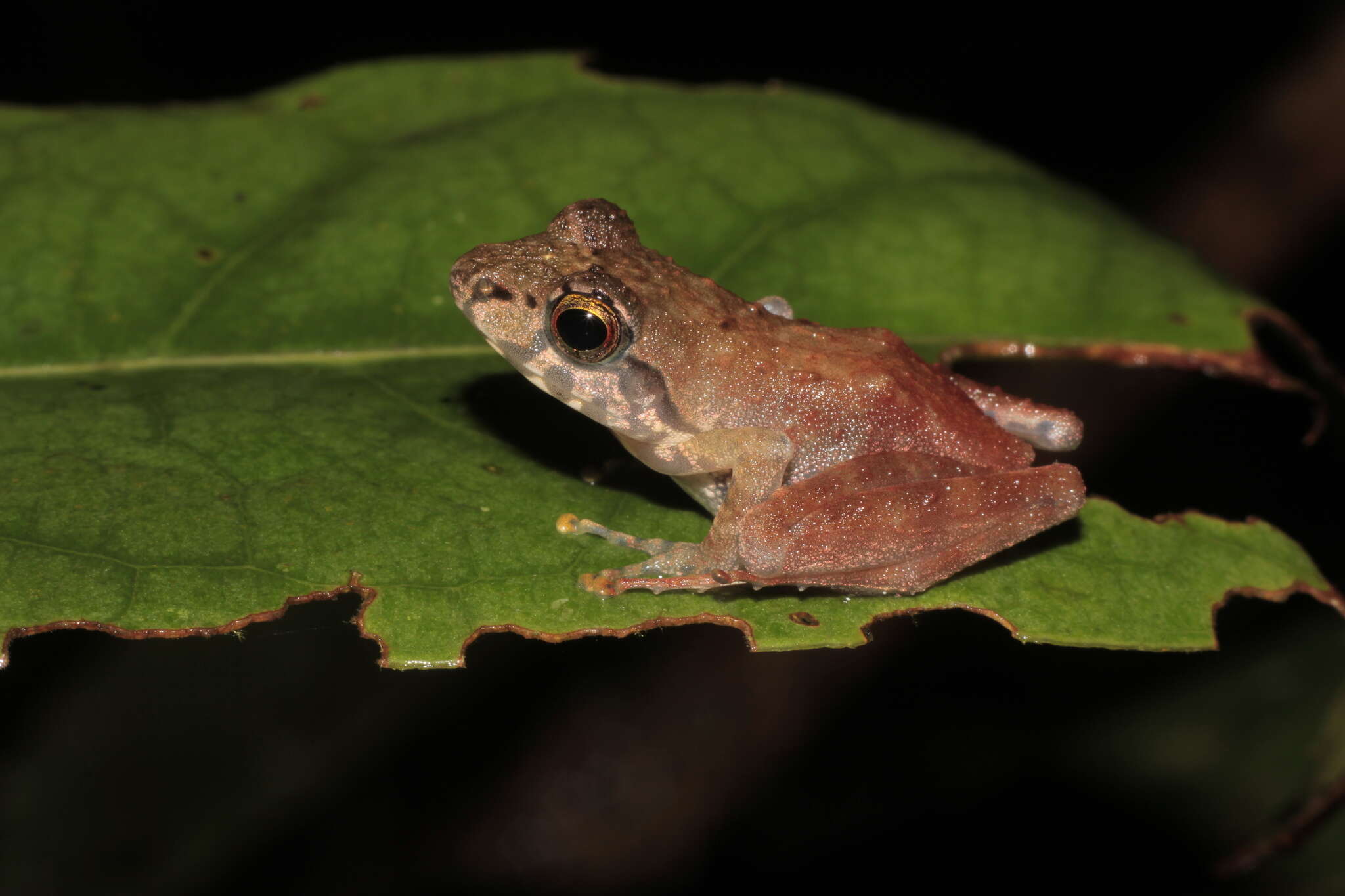 Image of Boulenger's Madagascar Frog