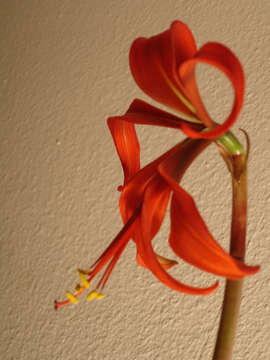 Image of Jacobean Lily