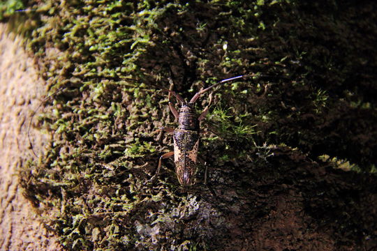 Image of <i>Euthyastus binotatus</i> Pascoe 1866
