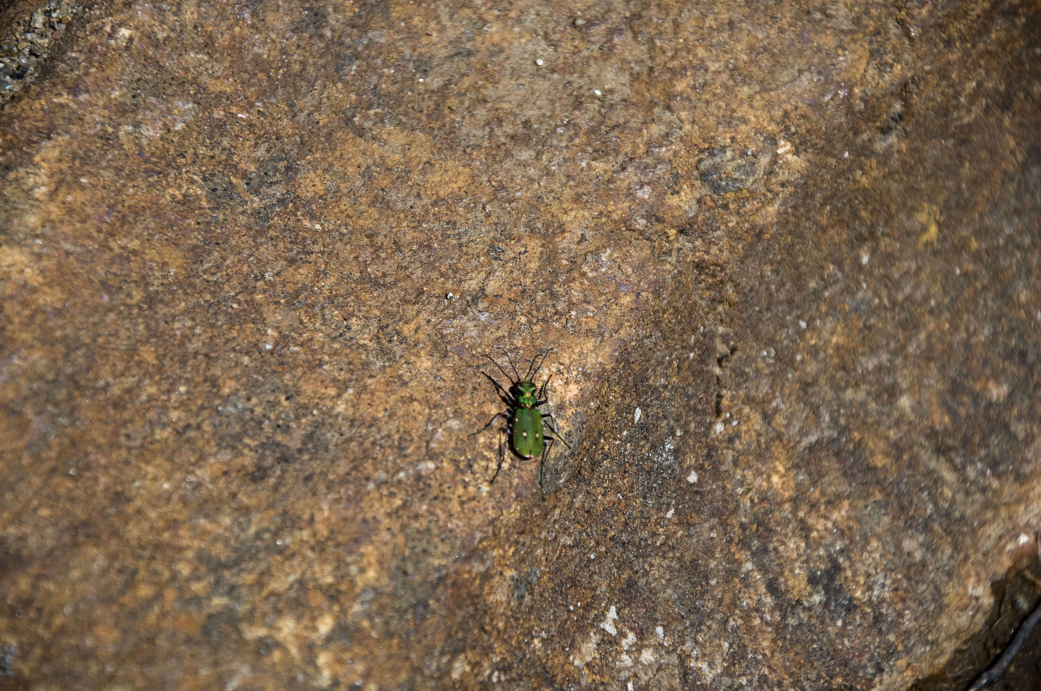 Image of Green tiger beetle