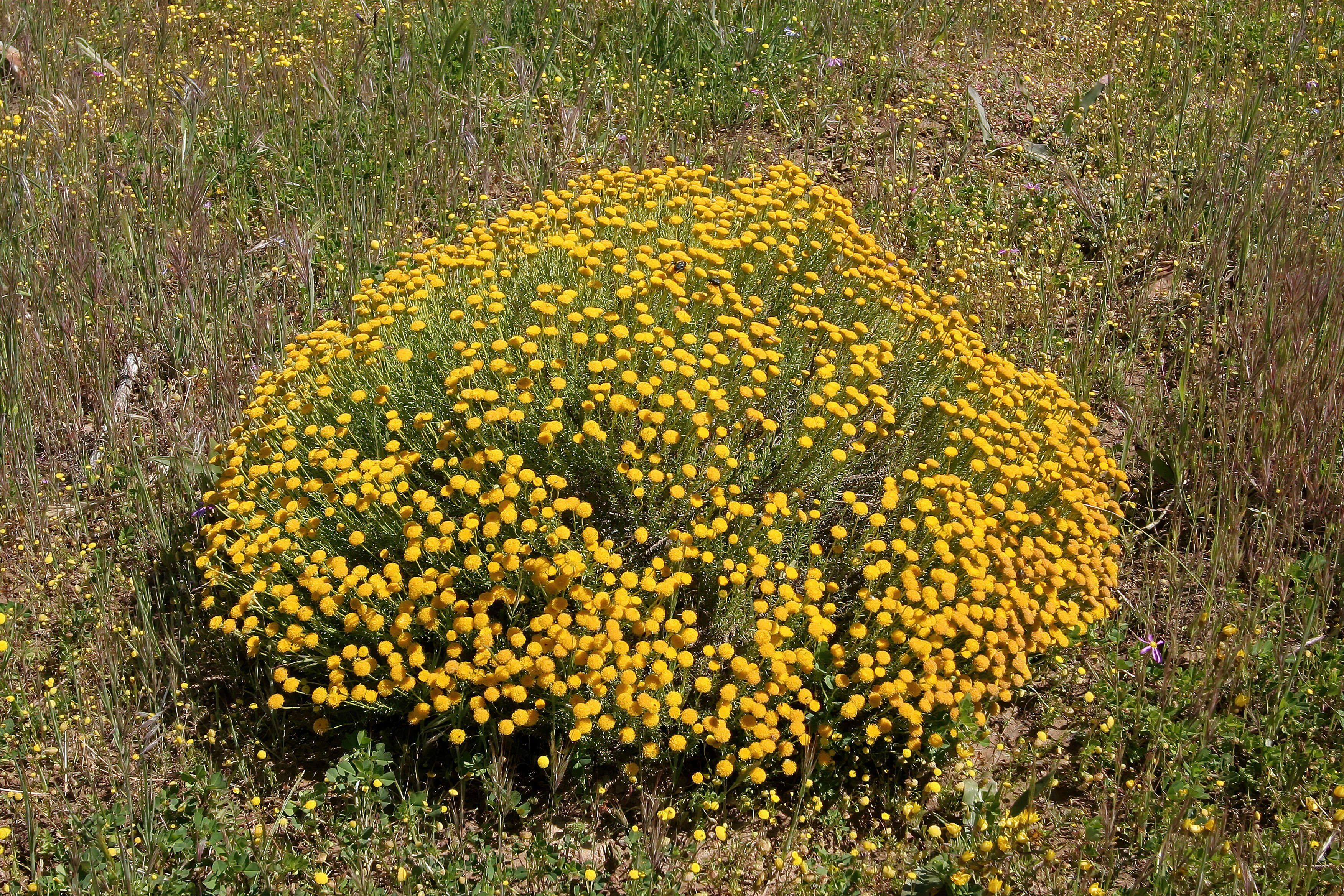 Слика од Chrysocoma ciliata L.