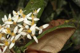 Image of Olearia covenyi N. S. Lander