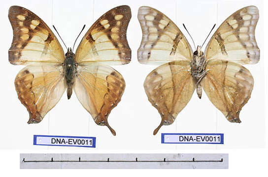 Image of Charaxes zoolina Westwood (1850)