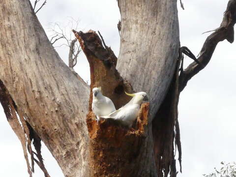 Image of Sulphur-crested Cockatoo