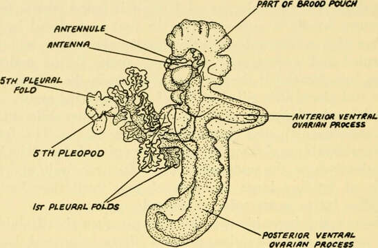 Image de Cymothoida Wägele 1989