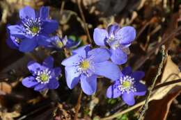 Plancia ëd Hepatica nobilis Schreb.