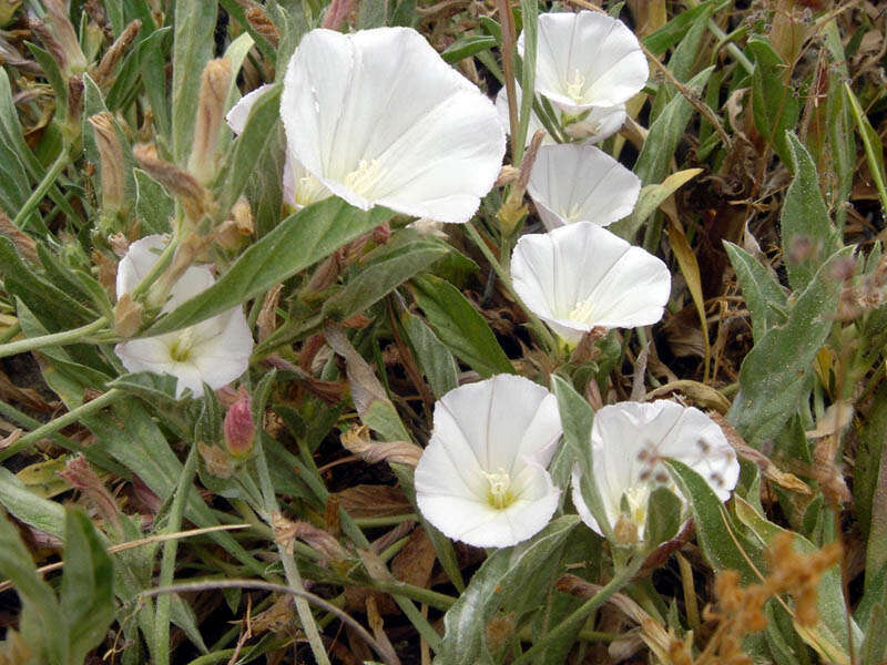 Image of Convolvulus lineatus L.