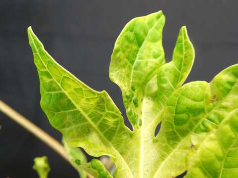 Image of Papaya ringspot virus