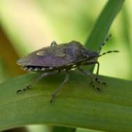 Image of sloe bug