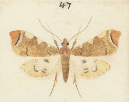 Imagem de Sceliodes cordalis Doubleday 1843