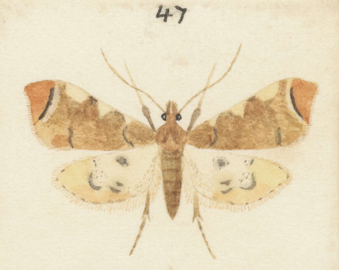 Image of Sceliodes cordalis Doubleday 1843