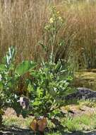 Image of sea beet