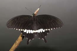 Image of Papilio polytes Linnaeus 1758