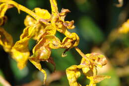 Image de Austropuccinia psidii (G. Winter) Beenken 2017