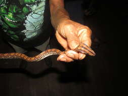 Image of Rainbow Boa