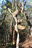 Image of Bennett's Brown Lemur