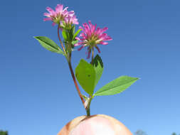 Image of reversed clover