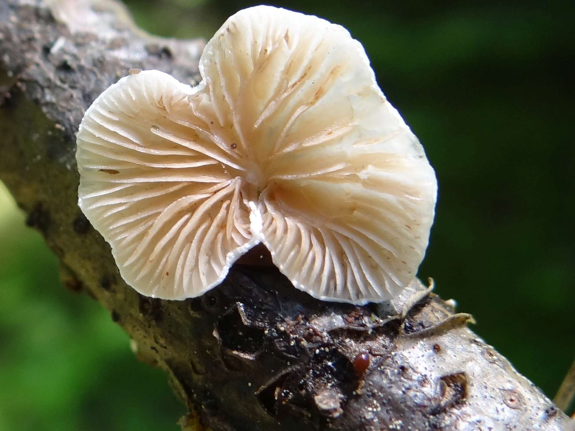 Image of Crepidotus variabilis (Pers.) P. Kumm. 1871