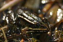 صورة Pelophylax esculentus