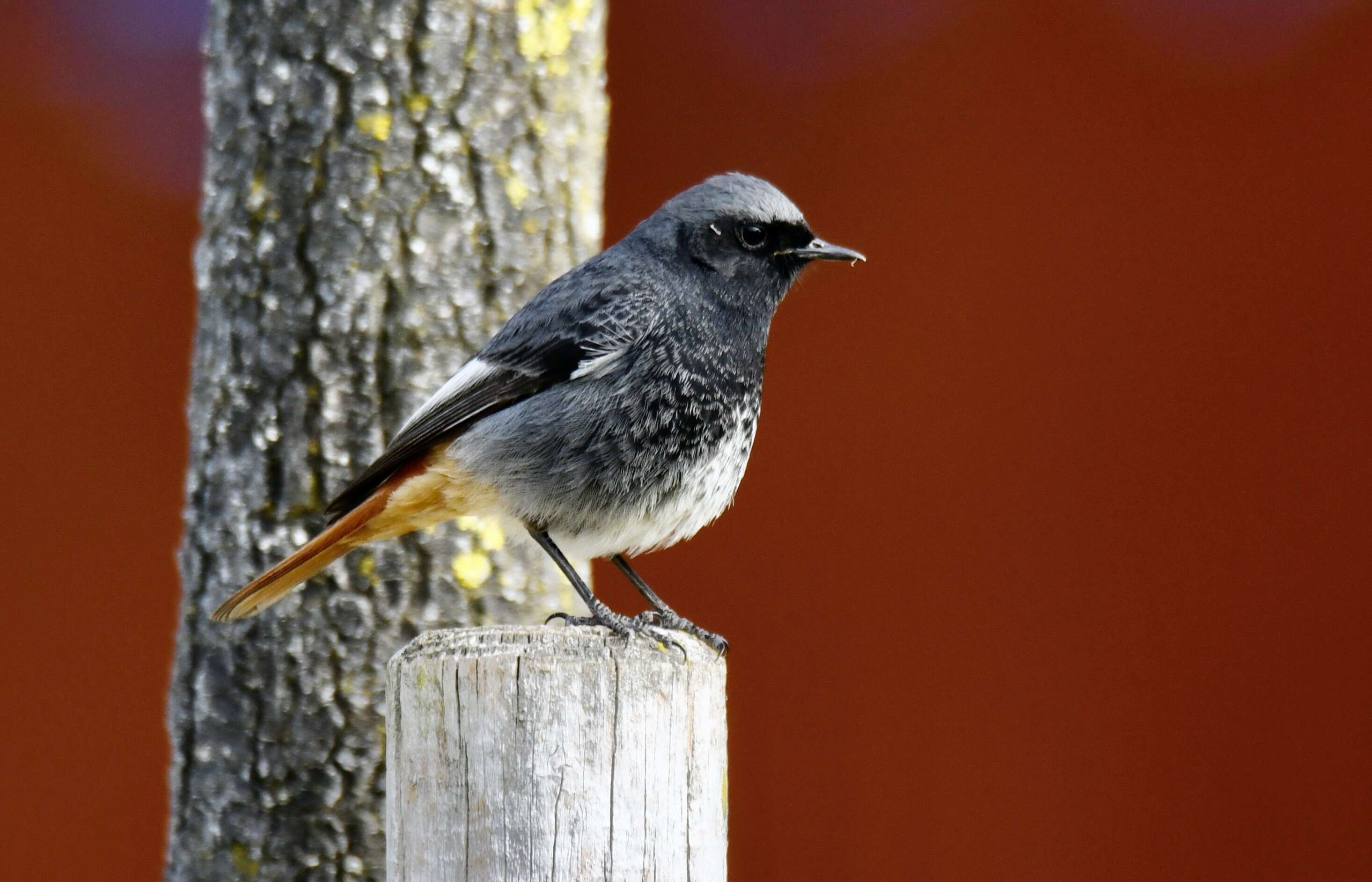 Image of Black Redstart