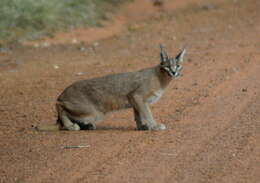 Image of Caracals