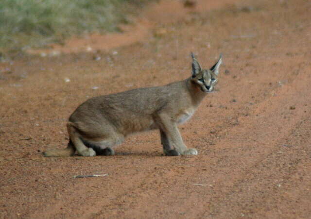 Image of Caracals