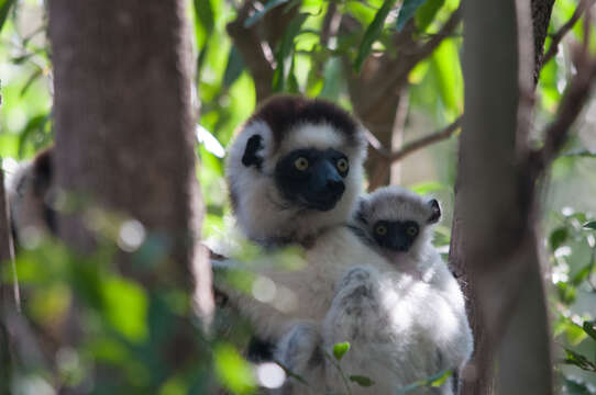 Image of Verreaux's Sifaka