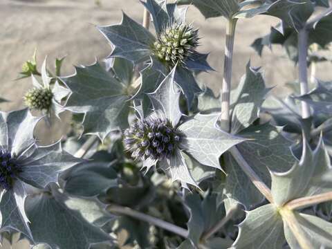 Eryngium maritimum L. resmi